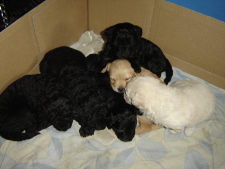 Mes bébés
