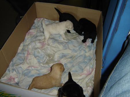 Mes bébés