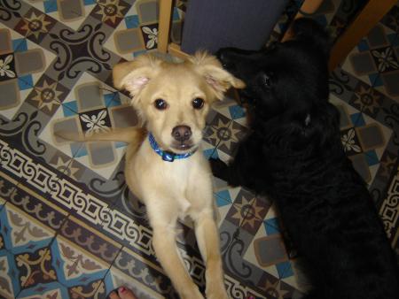 Mon bandis